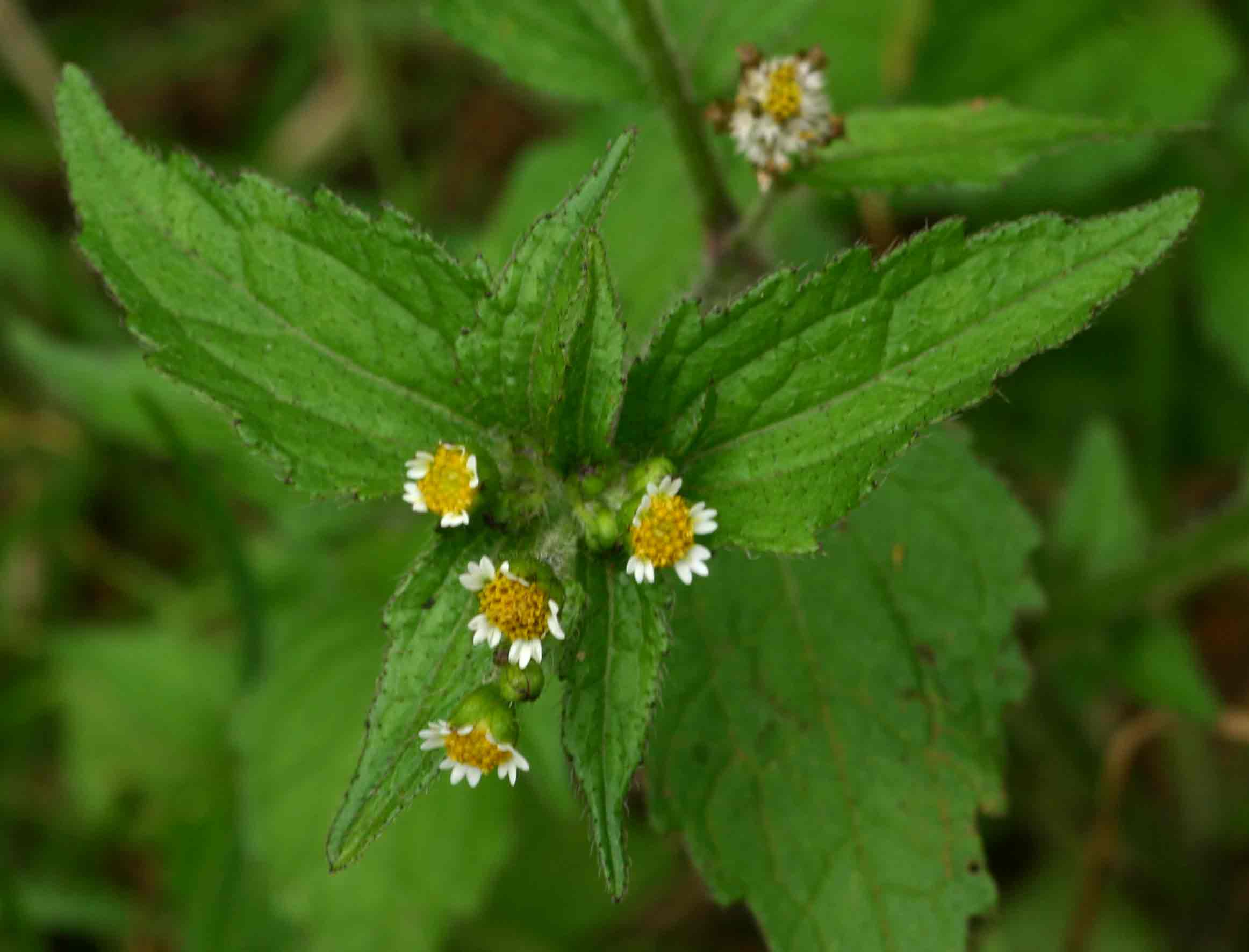 Galinsoga quadriradiata