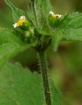 Galinsoga quadriradiata