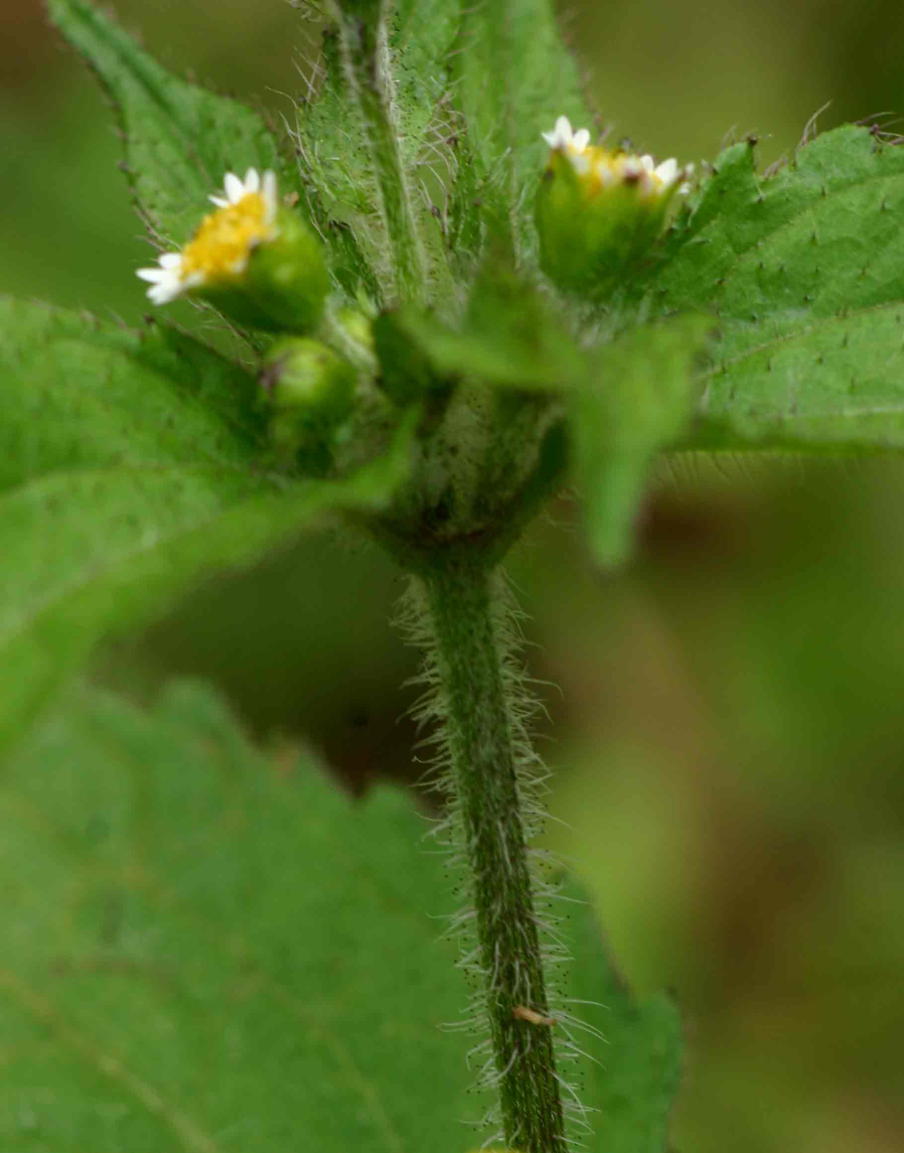 Galinsoga quadriradiata