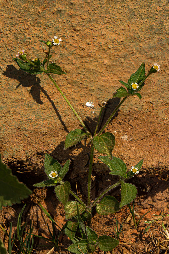 Galinsoga quadriradiata