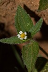 Galinsoga quadriradiata