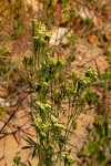 Tagetes minuta