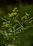 Tagetes minuta