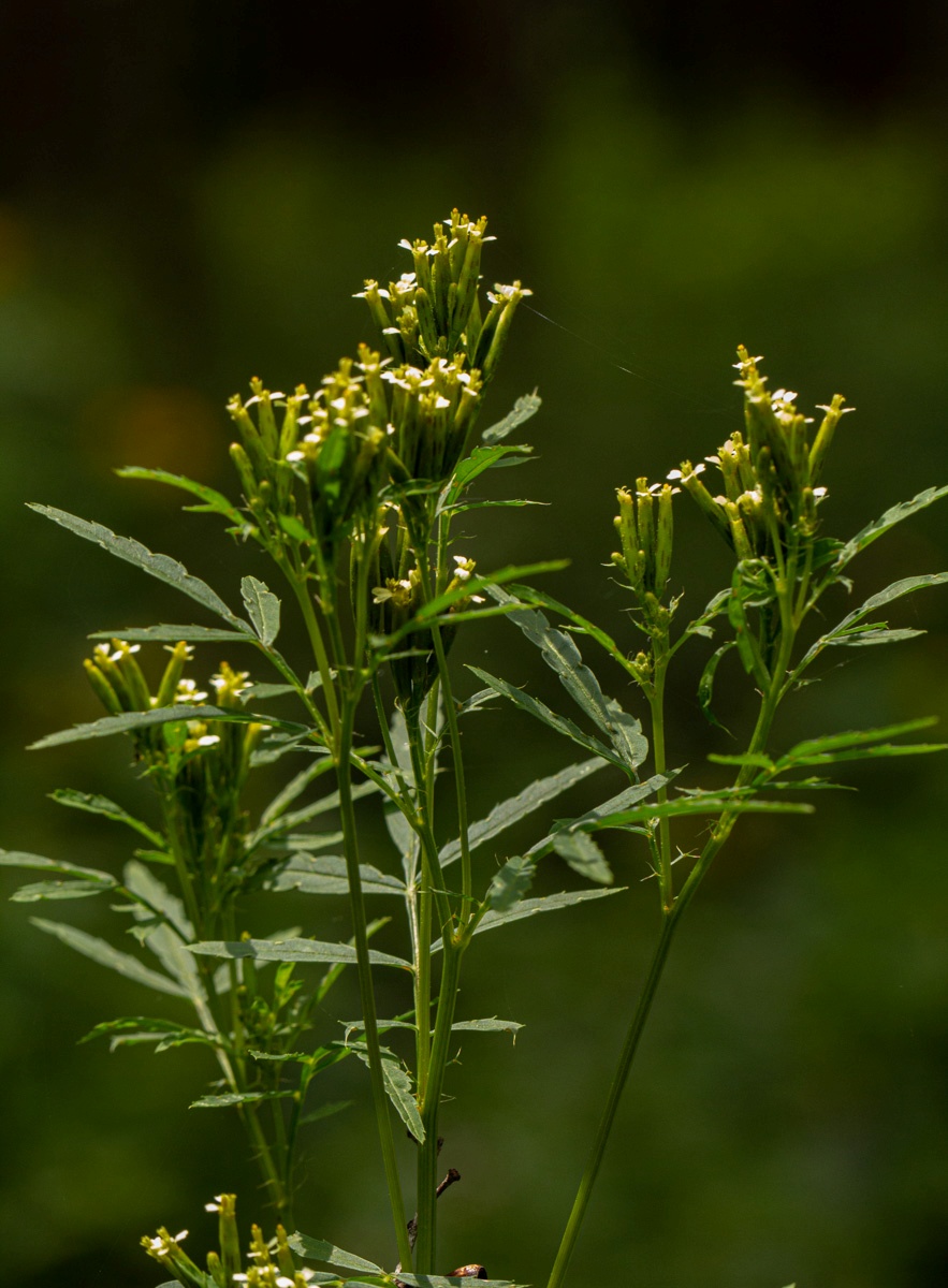 Tagetes minuta