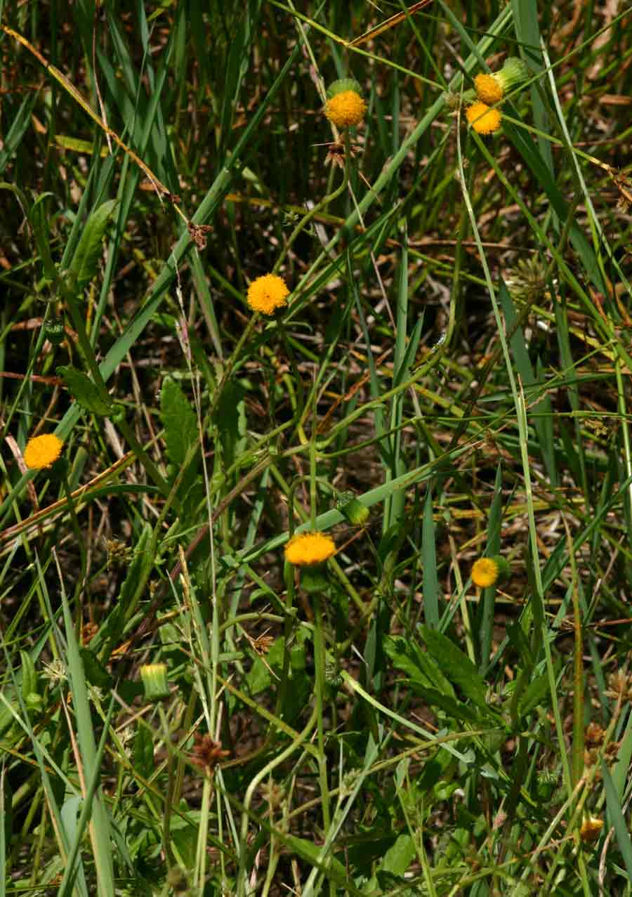 Crassocephalum uvens Crassocephalum uvens