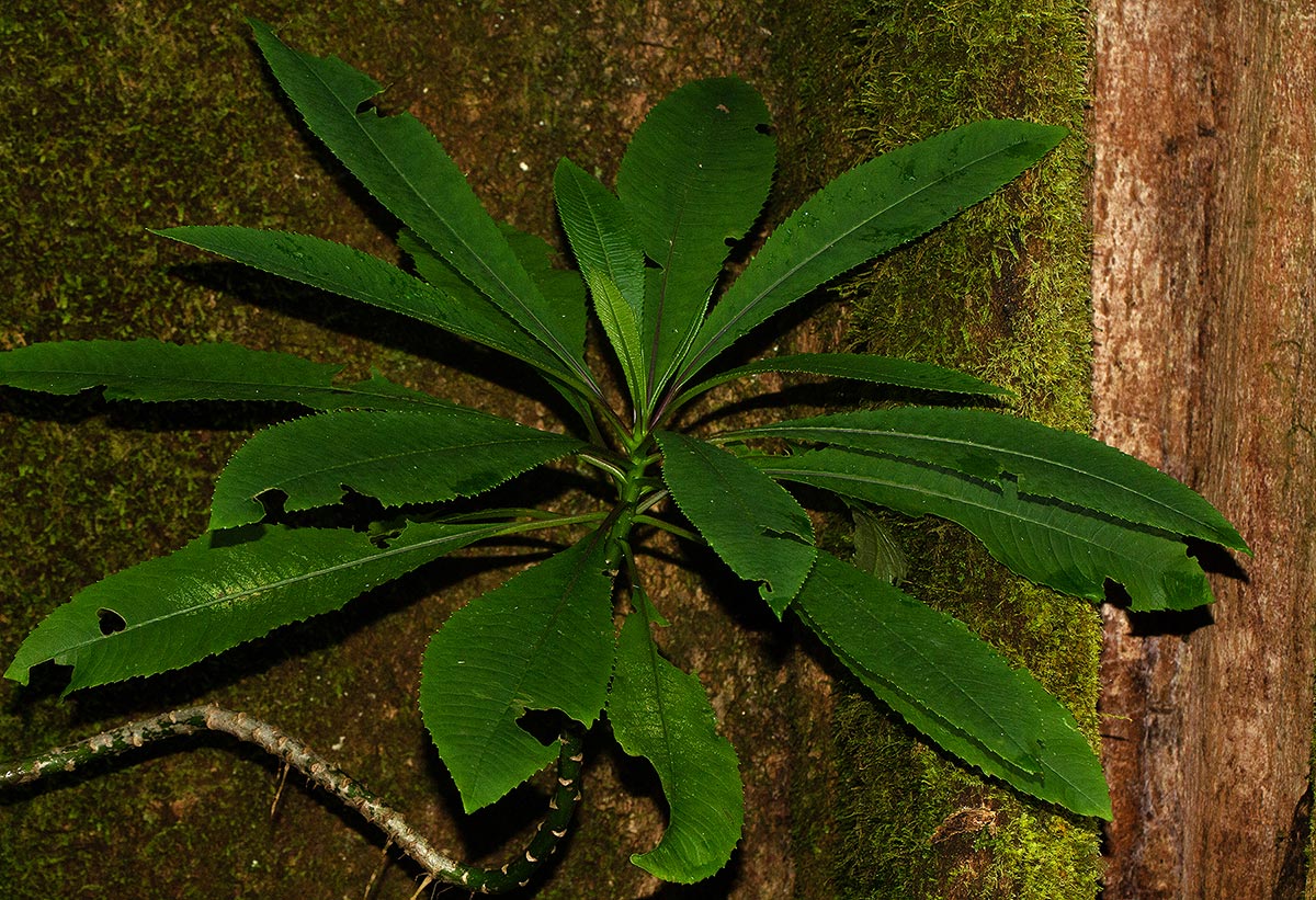 Solanecio mannii