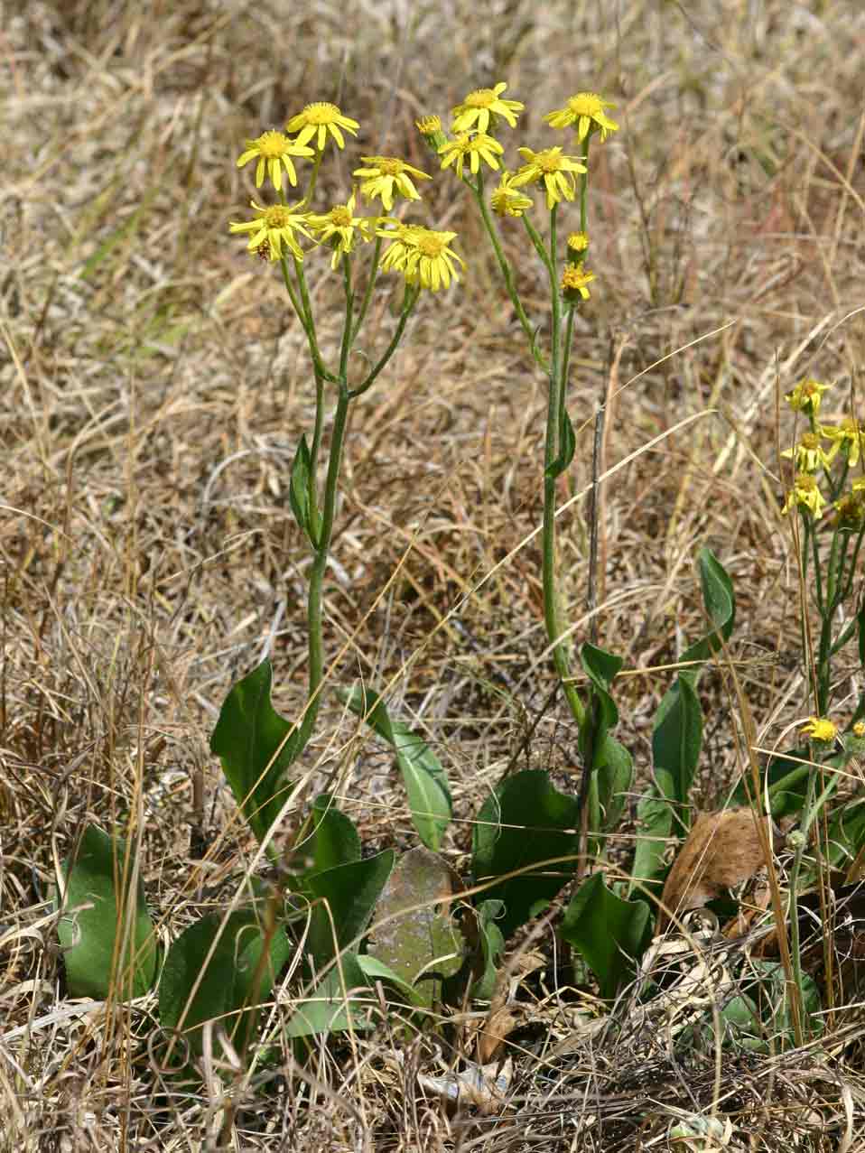 Senecio coronatus Senecio coronatus