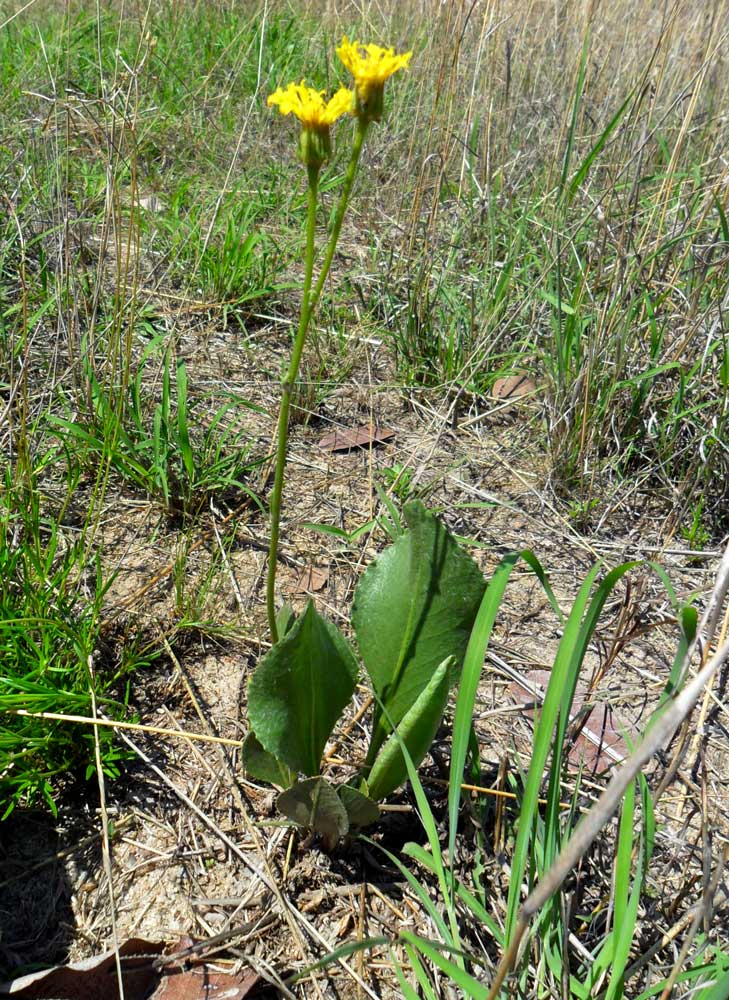 Senecio coronatus Senecio coronatus