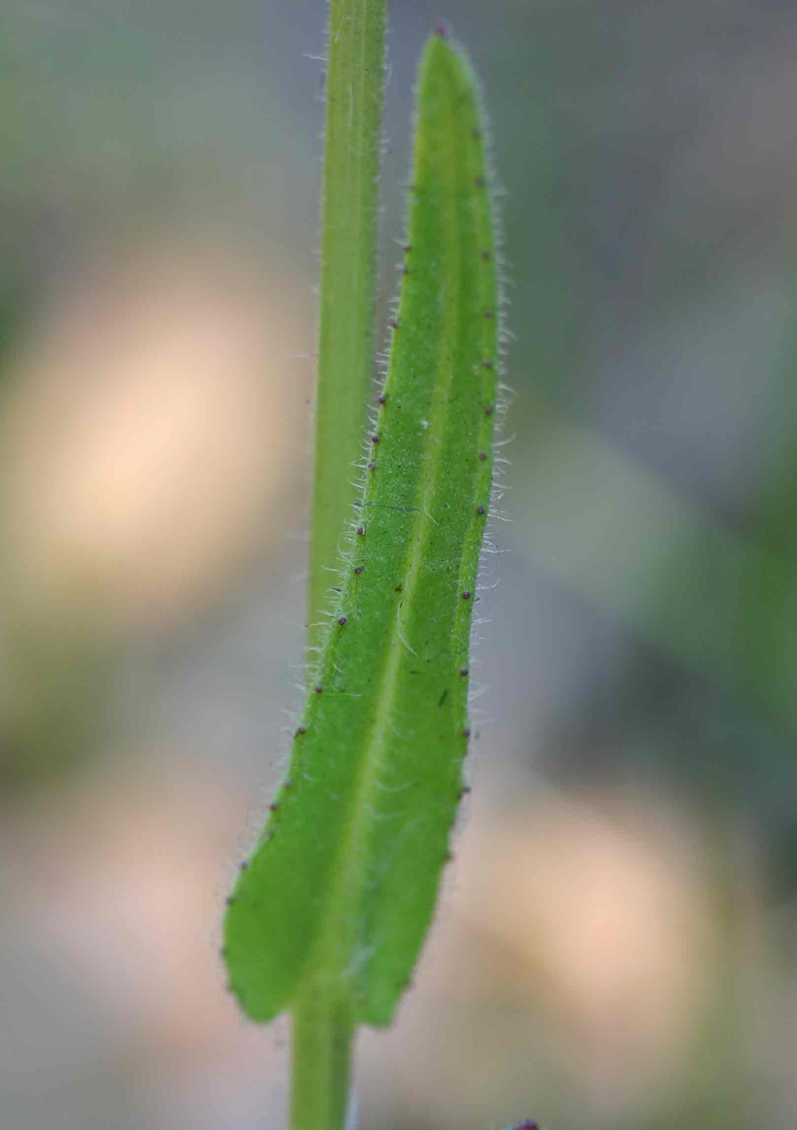 Senecio erubescens var. erubescens Senecio erubescens var. erubescens