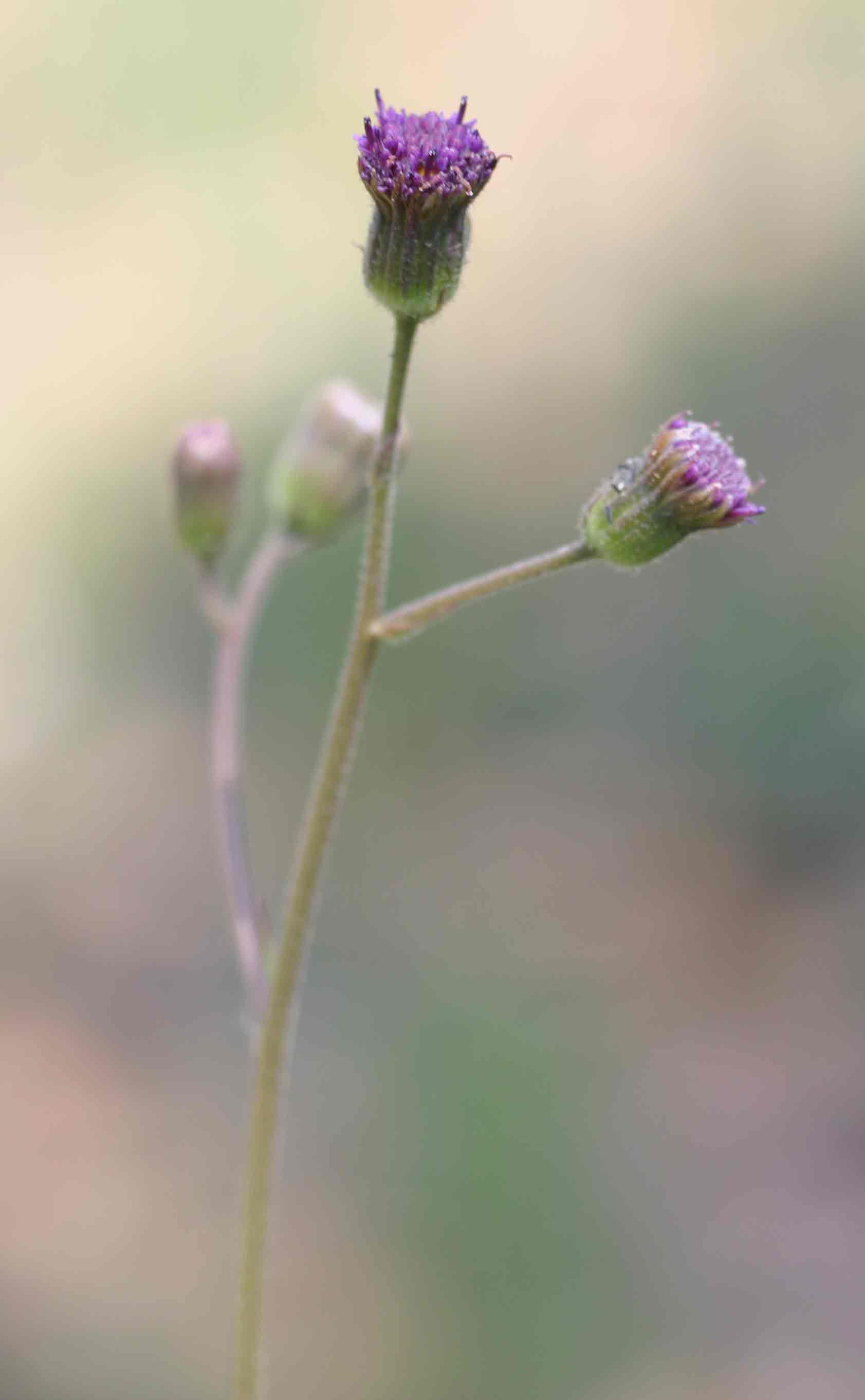 Senecio erubescens var. erubescens Senecio erubescens var. erubescens