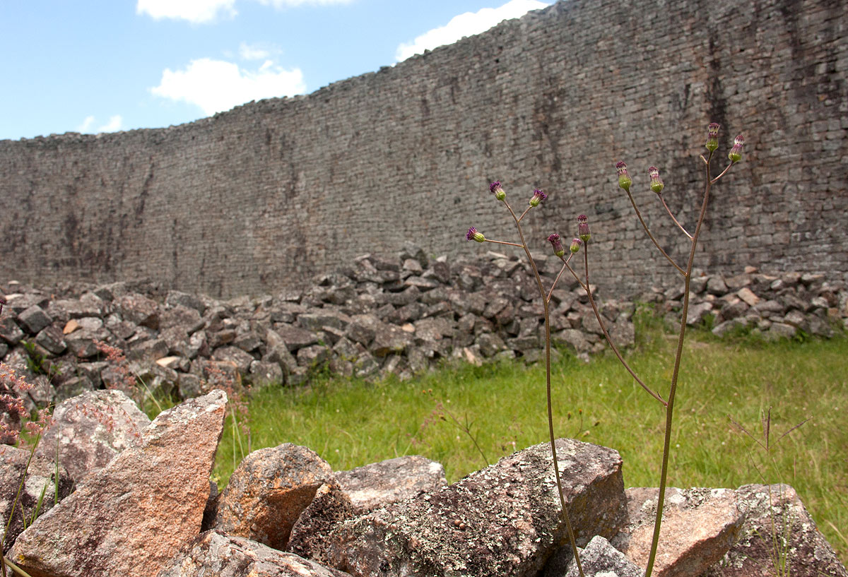 Senecio erubescens var. erubescens Senecio erubescens var. erubescens