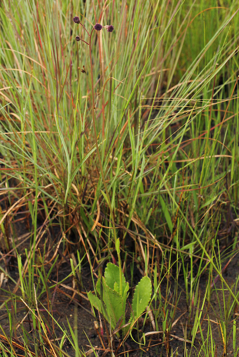 Senecio erubescens var. erubescens Senecio erubescens var. erubescens