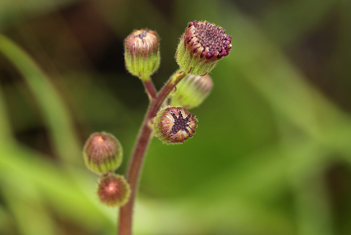 Senecio erubescens var. erubescens Senecio erubescens var. erubescens