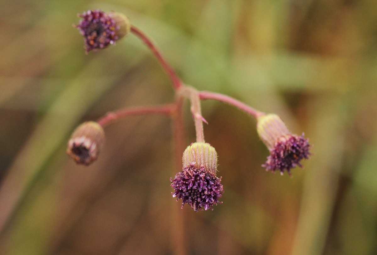 Senecio erubescens var. erubescens Senecio erubescens var. erubescens