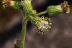 Senecio hochstetteri