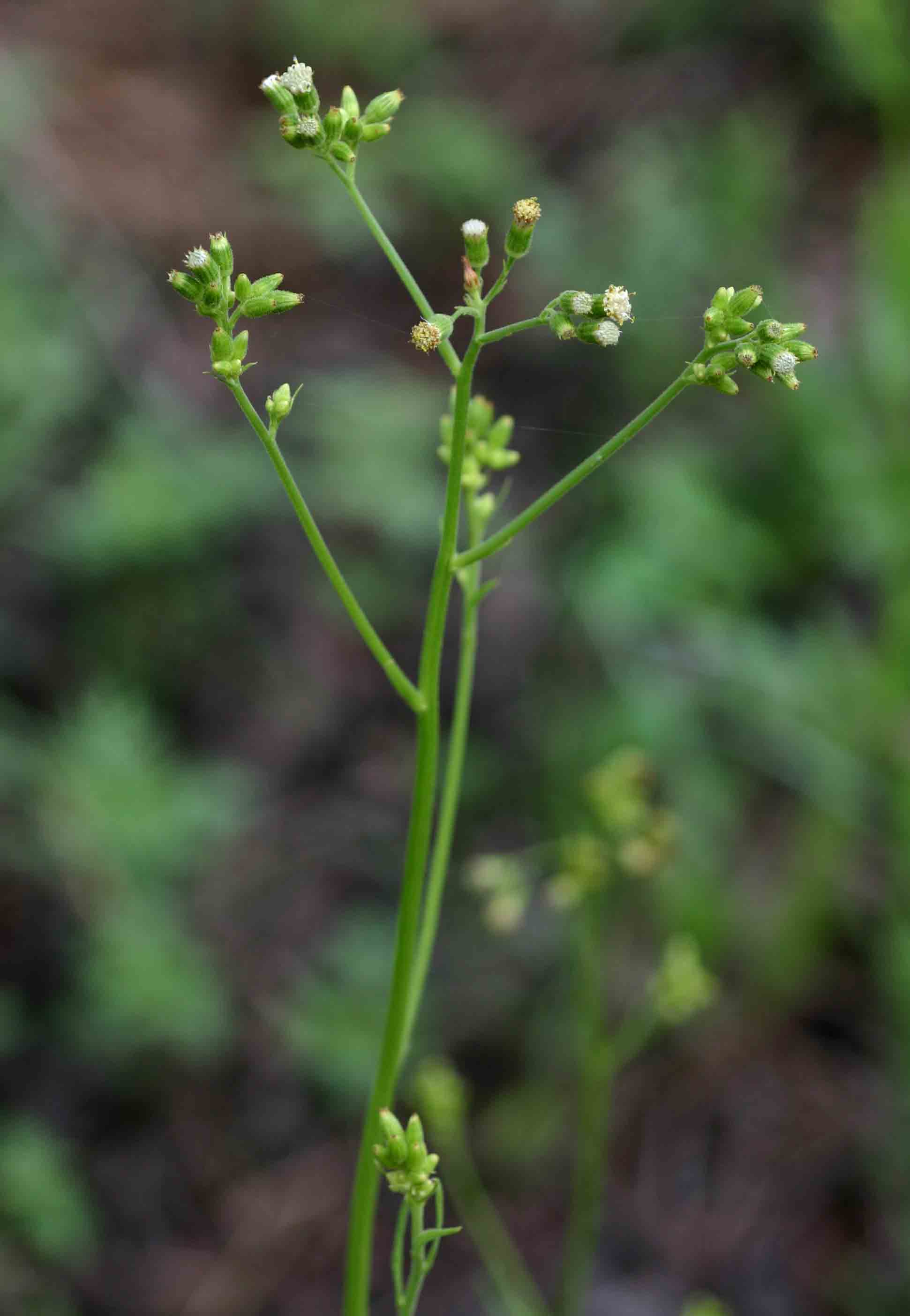 Senecio hochstetteri Senecio hochstetteri