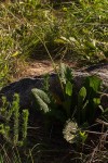 Senecio hochstetteri