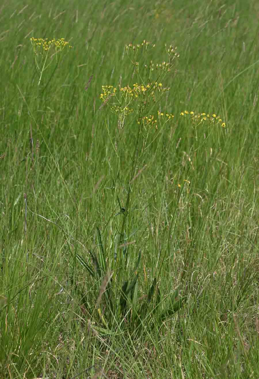 Senecio inornatus Senecio inornatus