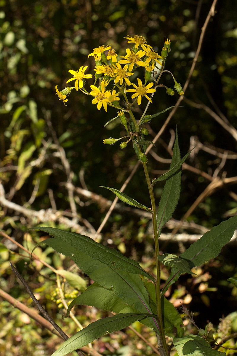 Senecio inornatus Senecio inornatus