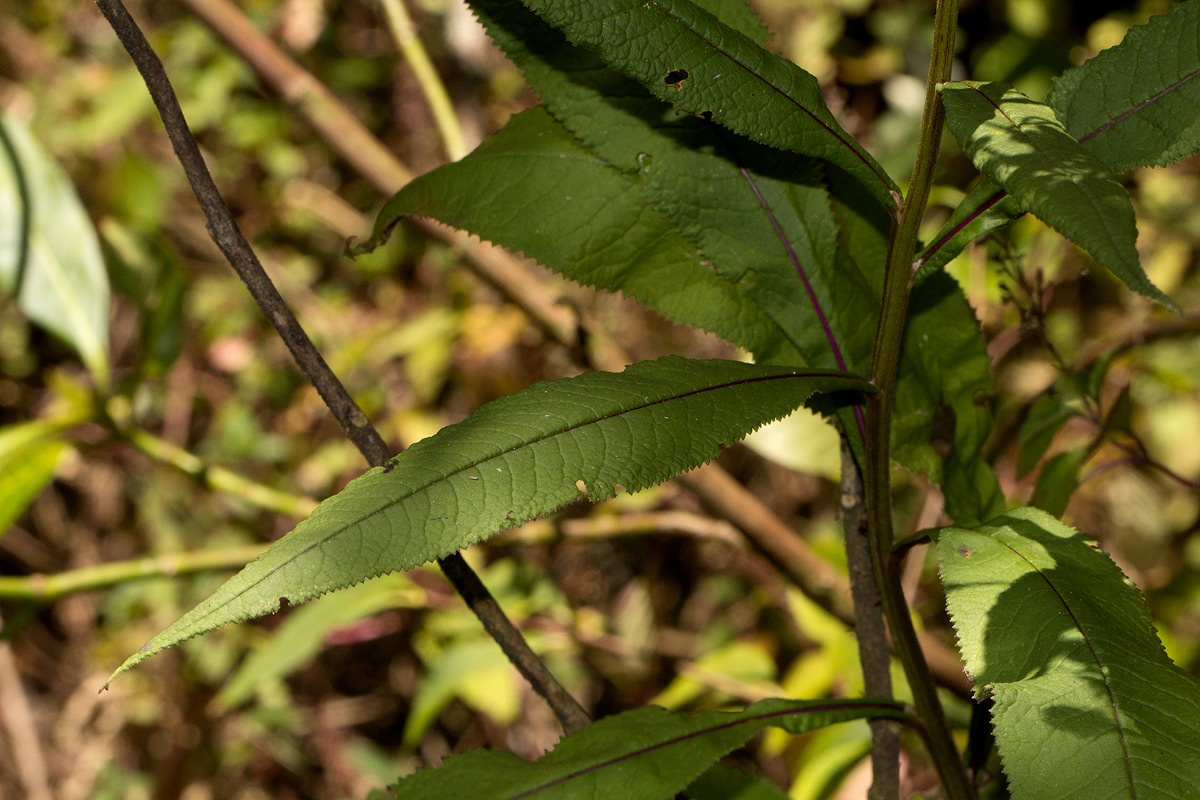 Senecio inornatus Senecio inornatus