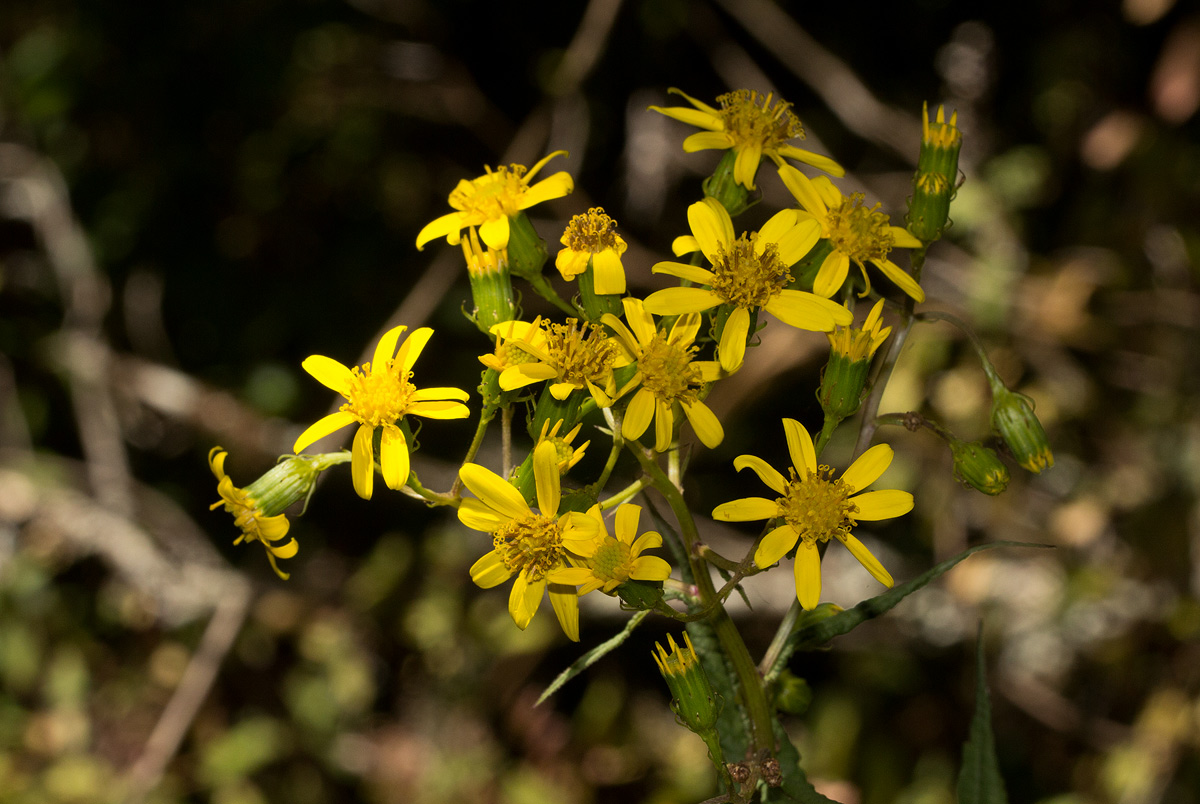 Senecio inornatus Senecio inornatus