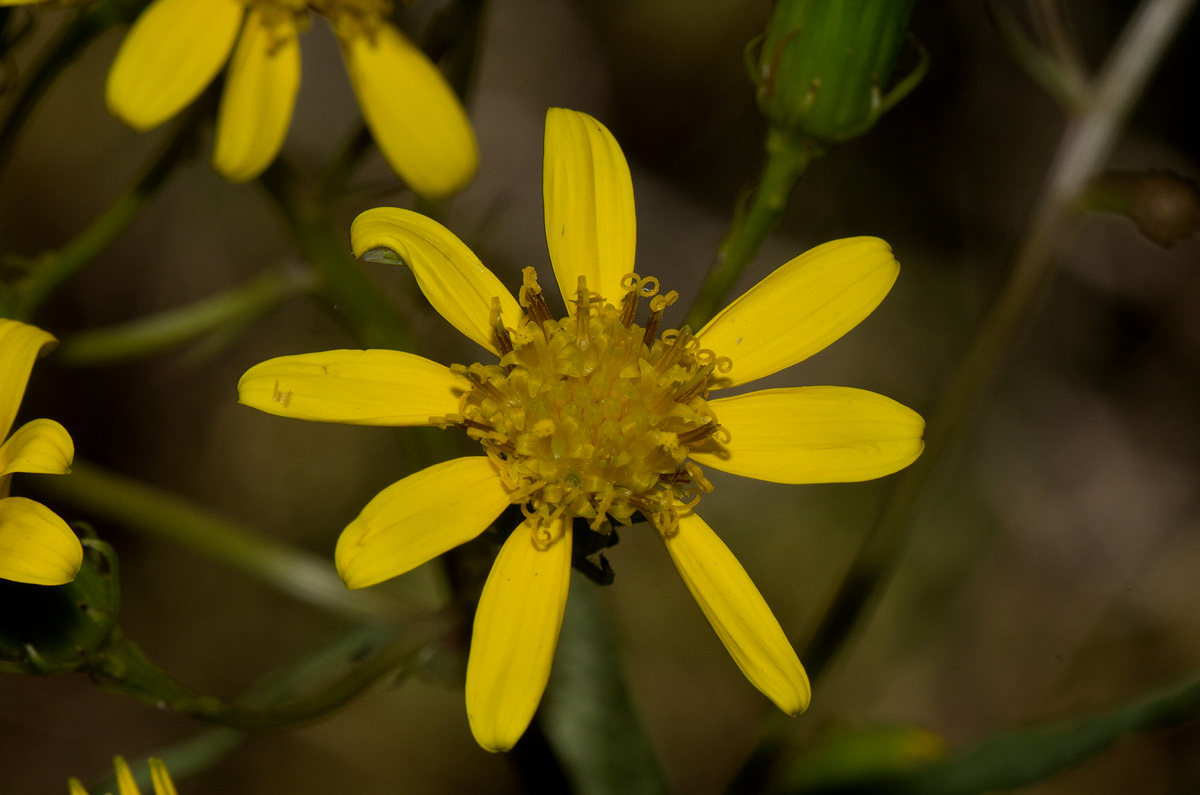 Senecio inornatus Senecio inornatus