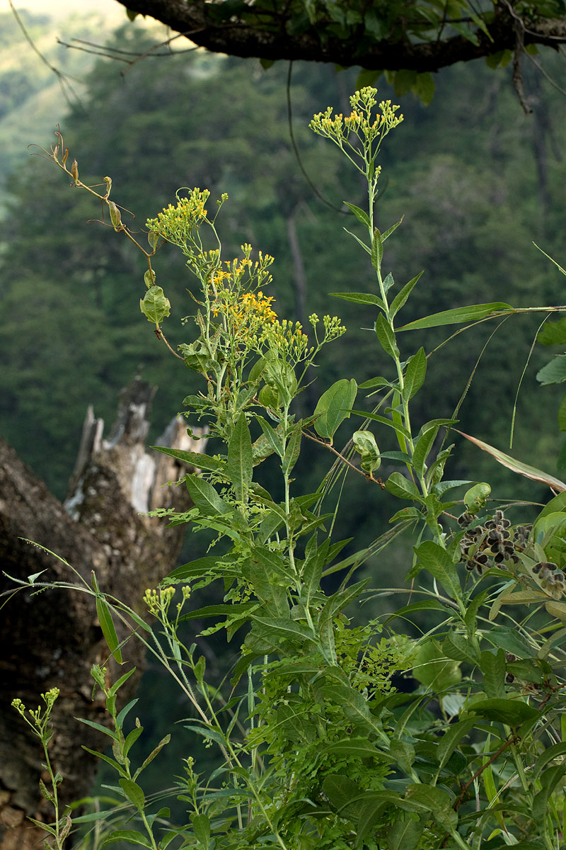 Senecio inornatus Senecio inornatus