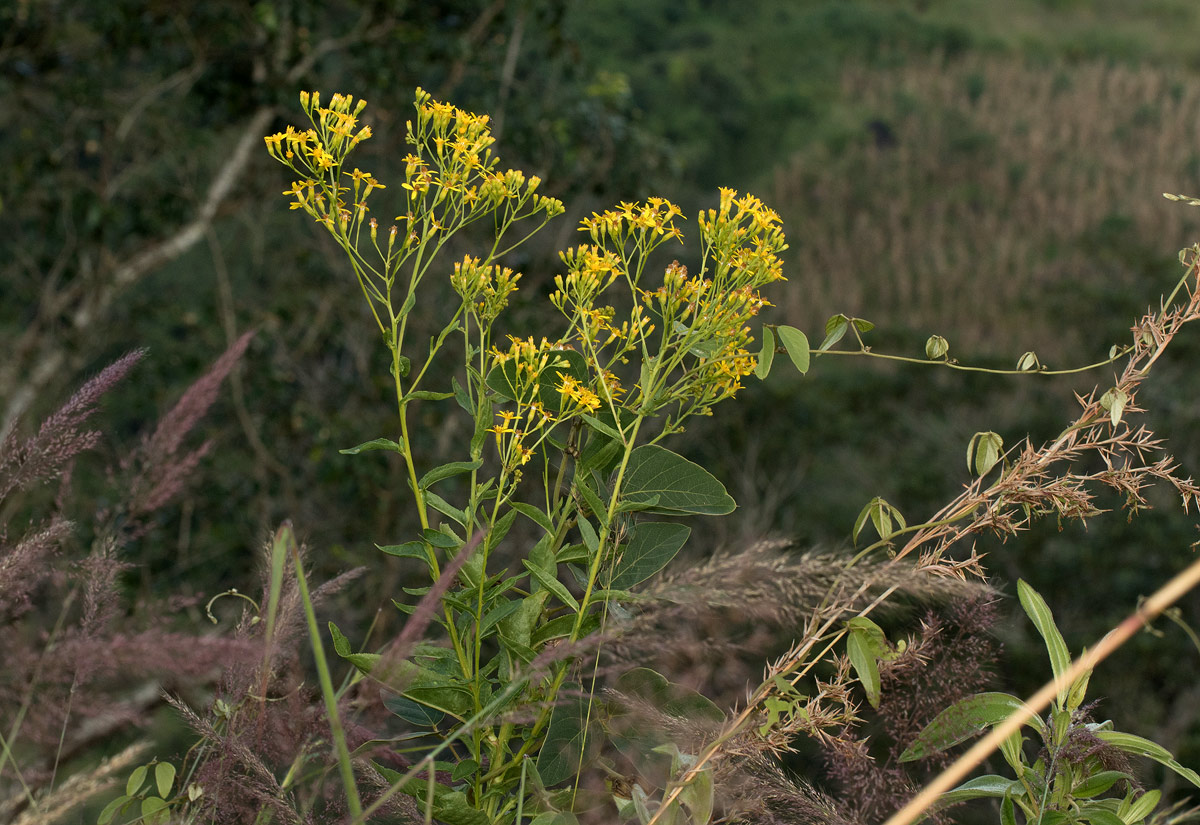 Senecio inornatus Senecio inornatus