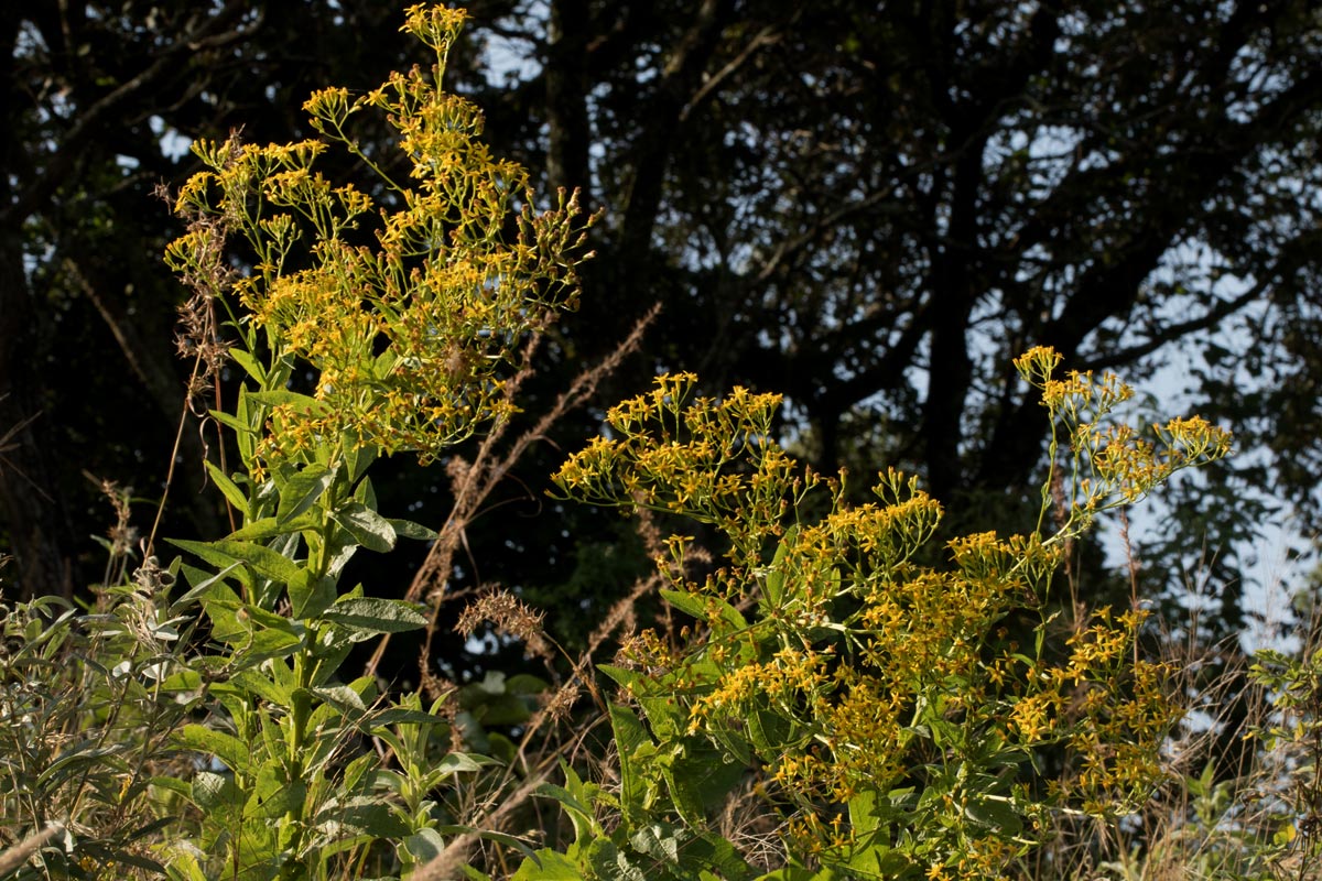 Senecio inornatus Senecio inornatus