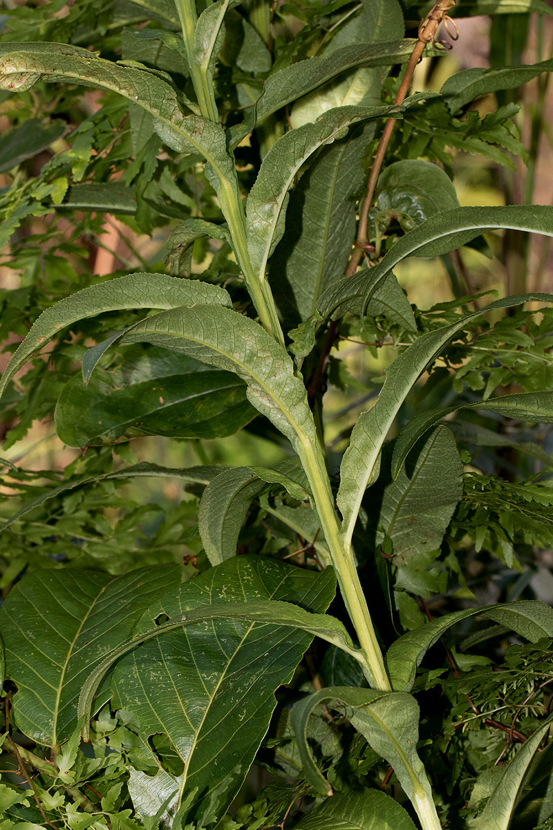 Senecio inornatus Senecio inornatus