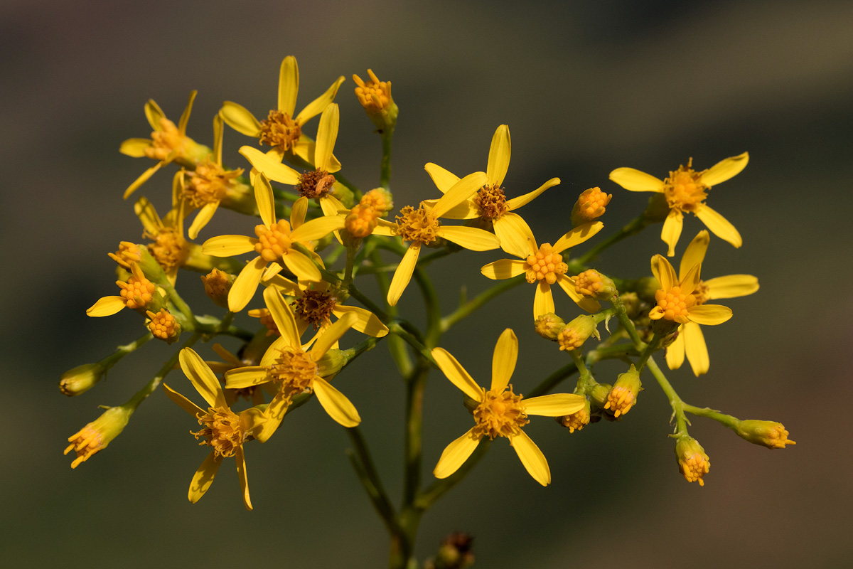 Senecio inornatus Senecio inornatus