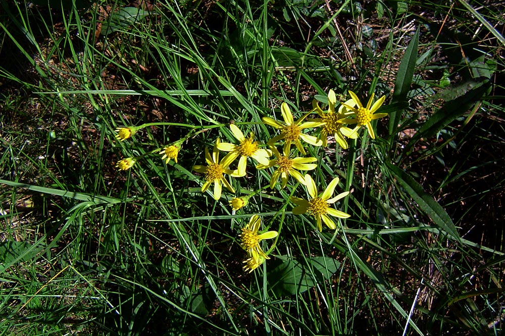 Senecio inornatus Senecio inornatus