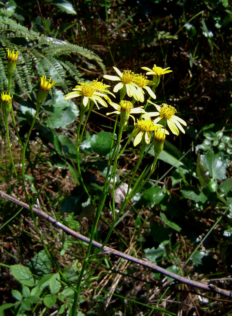Senecio inornatus Senecio inornatus