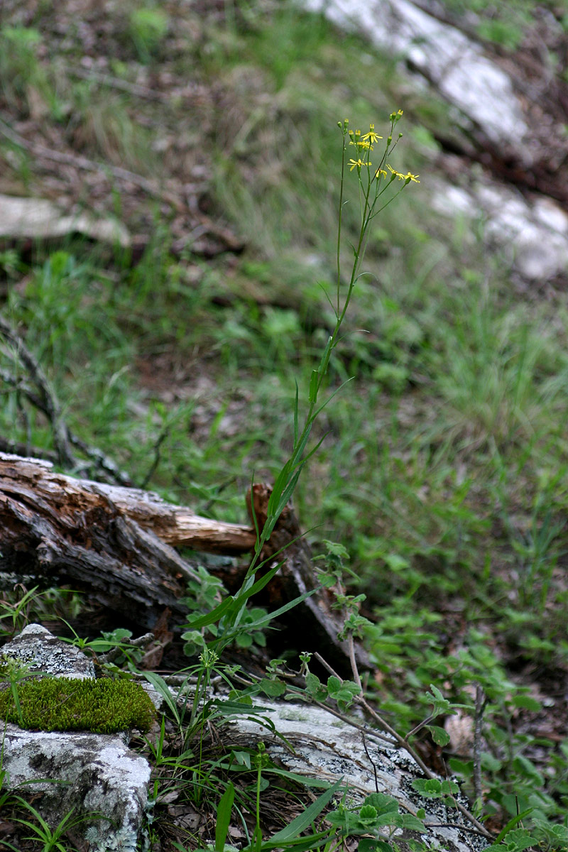 Senecio inornatus Senecio inornatus