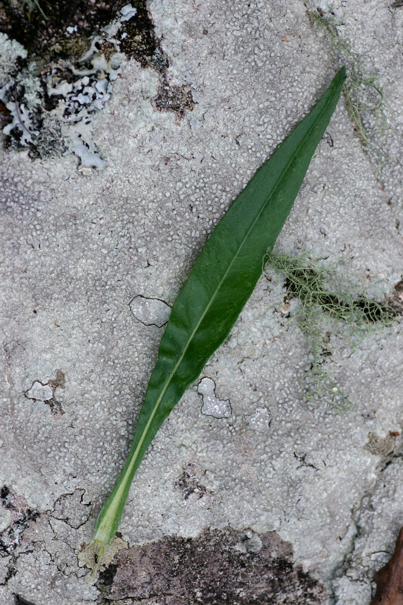 Senecio inornatus Senecio inornatus