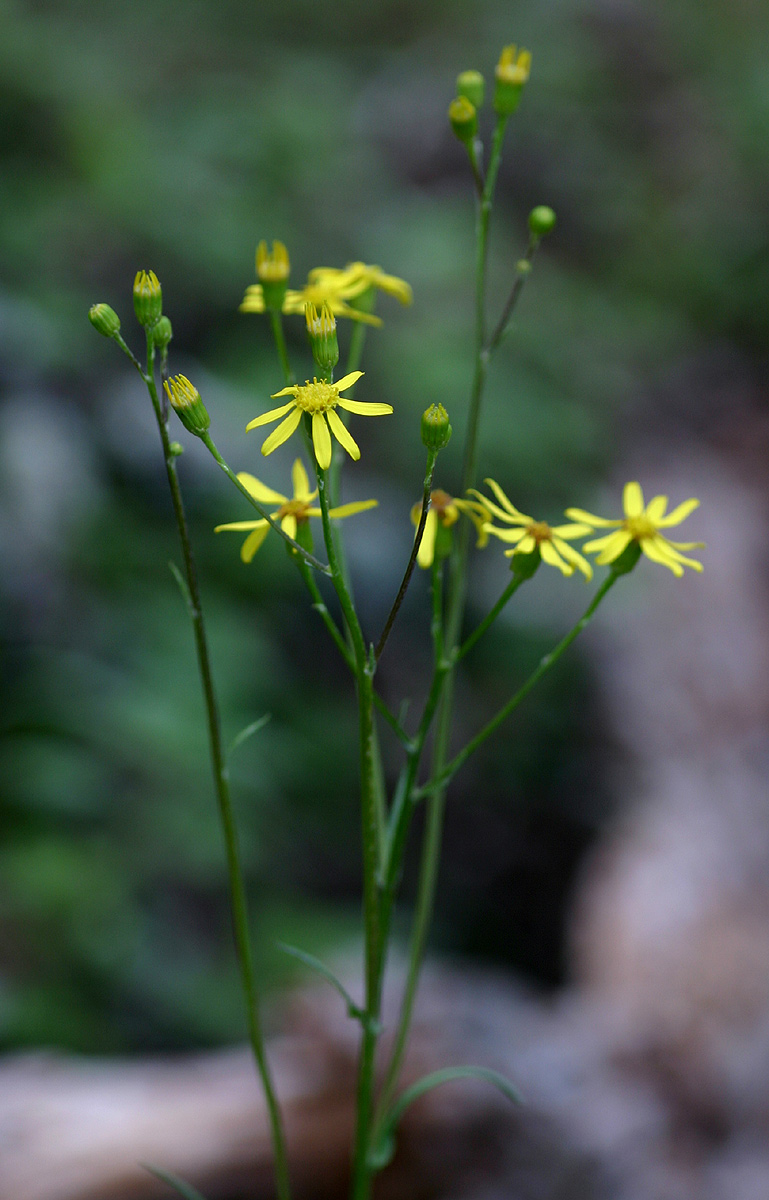 Senecio inornatus Senecio inornatus