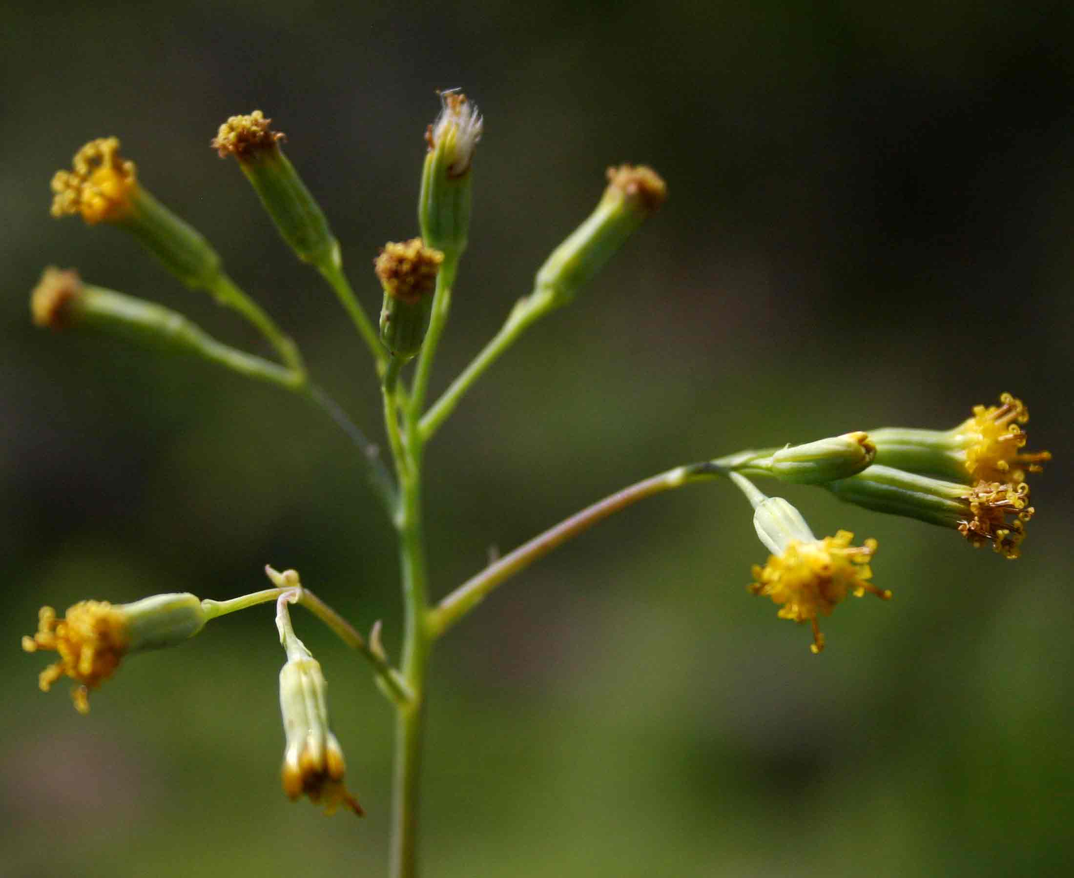 Senecio oxyriifolius Senecio oxyriifolius