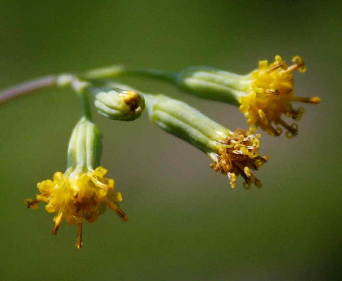 Senecio oxyriifolius Senecio oxyriifolius