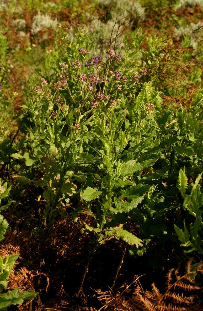 Senecio purpureus Senecio purpureus