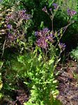 Senecio purpureus