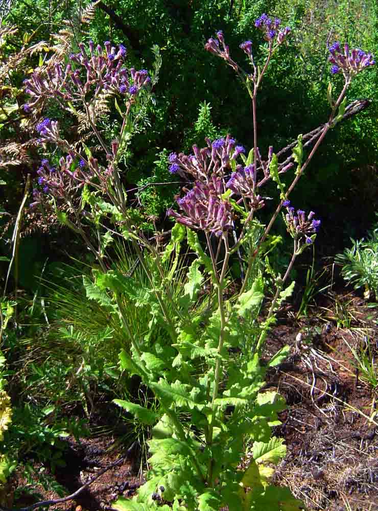 Senecio purpureus