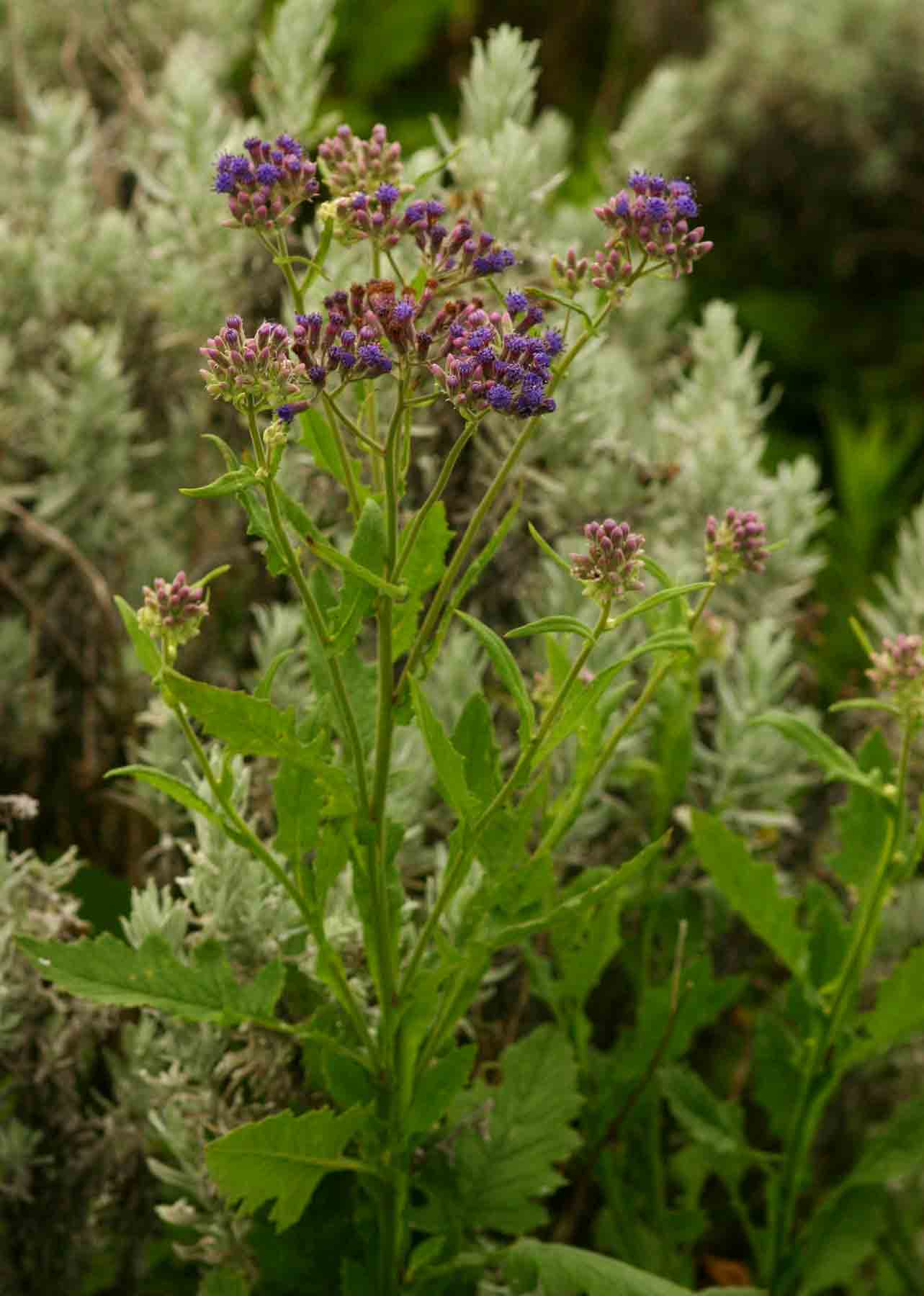 Senecio purpureus Senecio purpureus