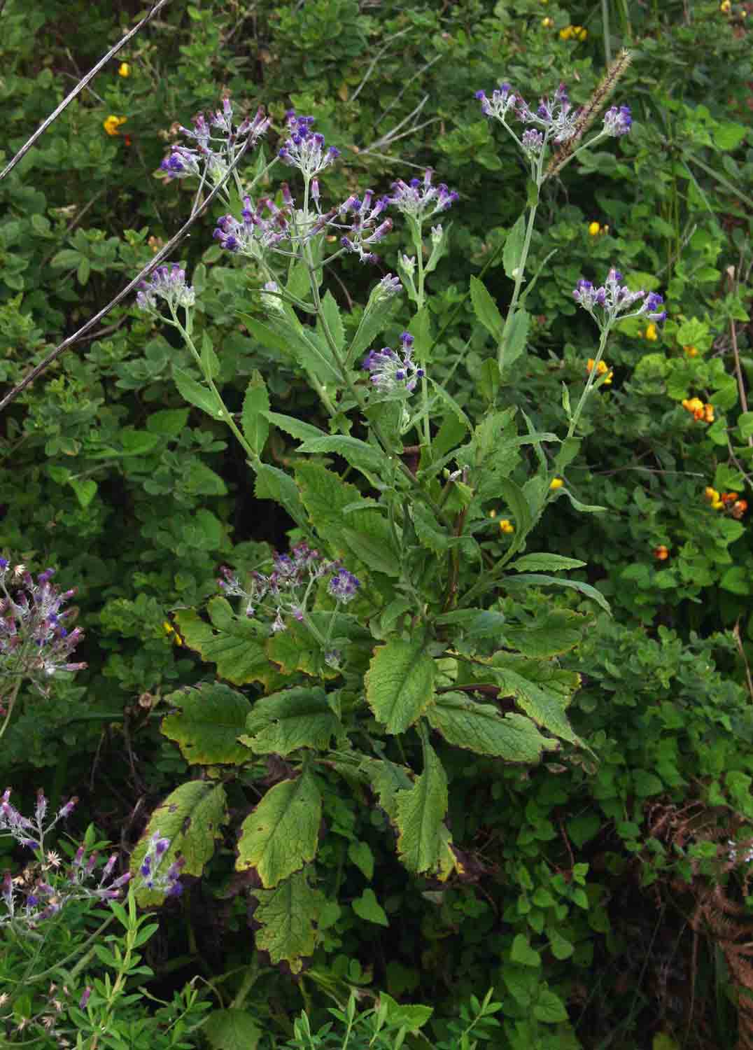 Senecio purpureus Senecio purpureus