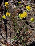 Senecio randii