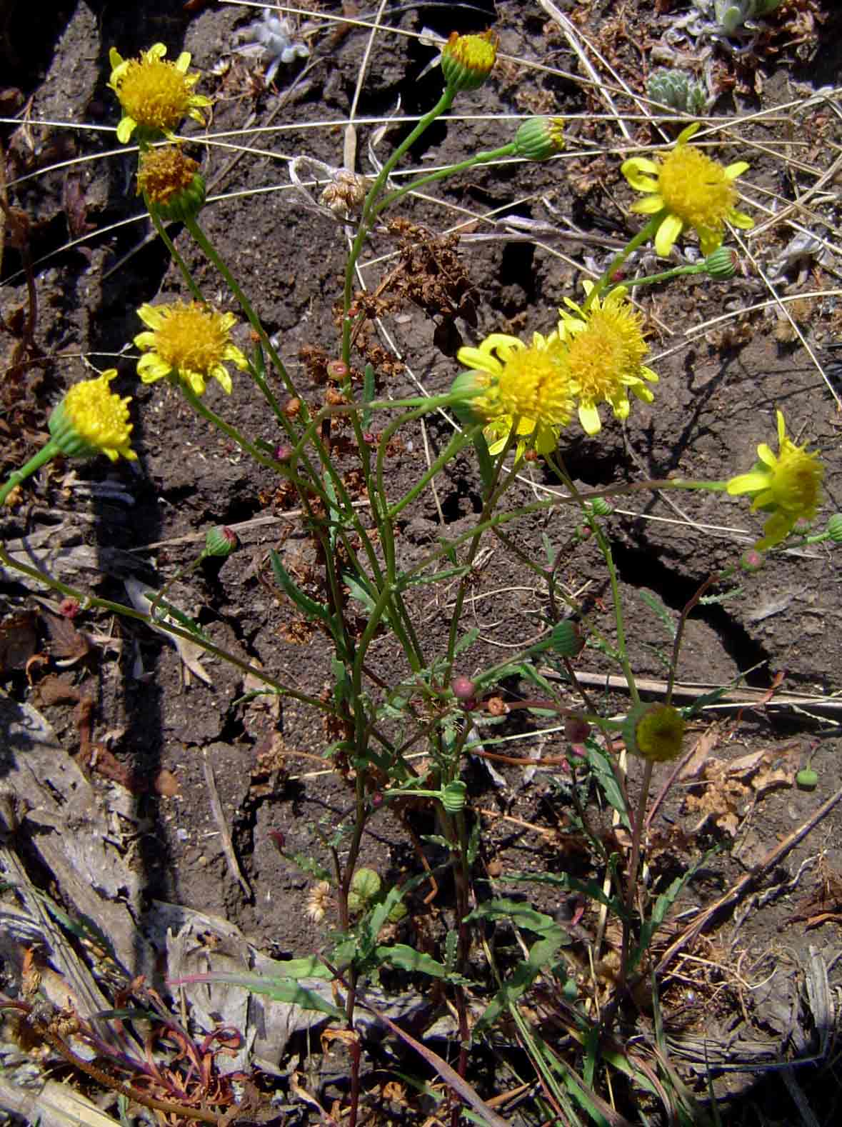Senecio randii