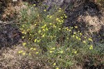 Senecio randii