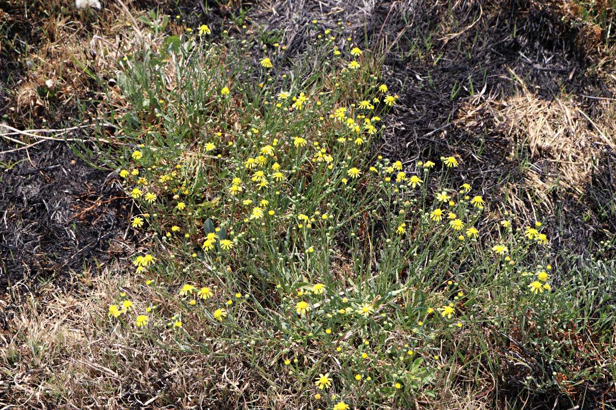 Senecio randii