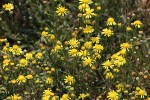 Senecio randii