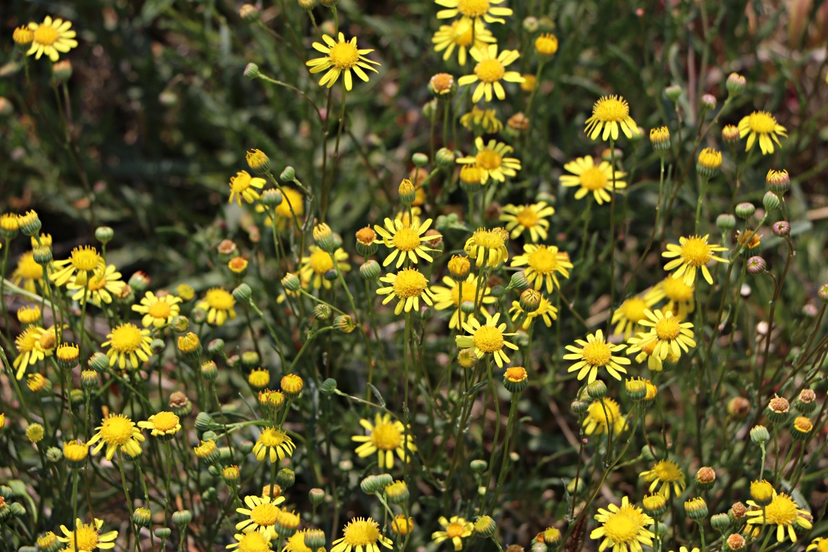 Senecio randii