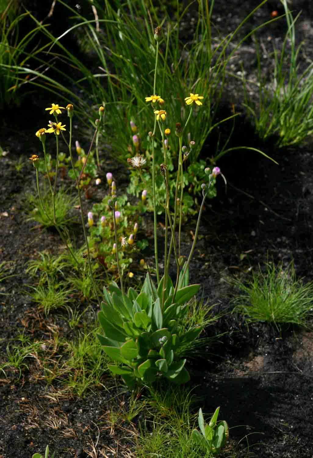 Senecio ruwenzoriensis Senecio ruwenzoriensis